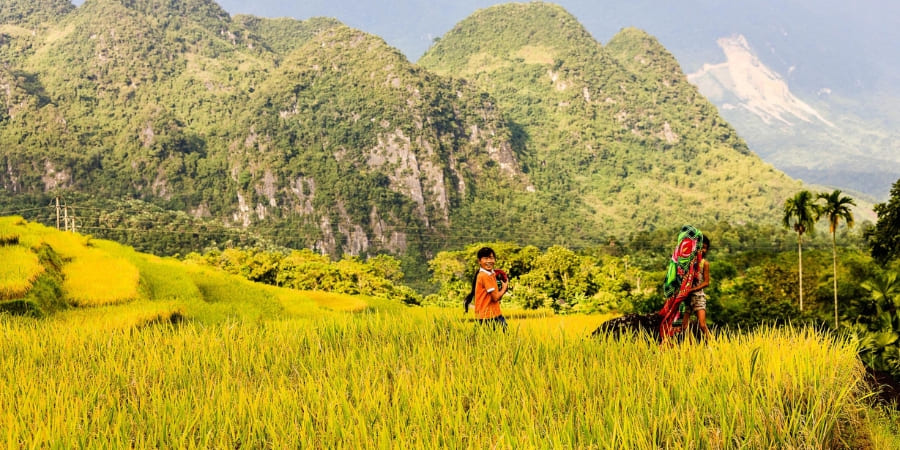 Paysage de rizières mûres à Pu Luong